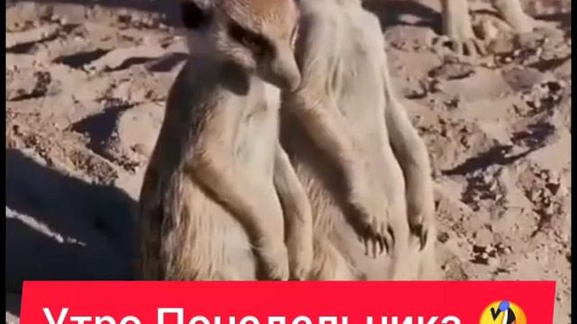 Утро понедельниеа