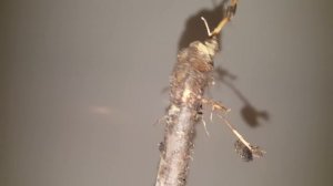 Черная мошка личинки ,сгрызают все корни винограда .