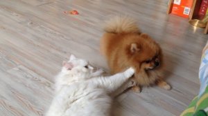 игривый шпиц и кошка играют в комнате