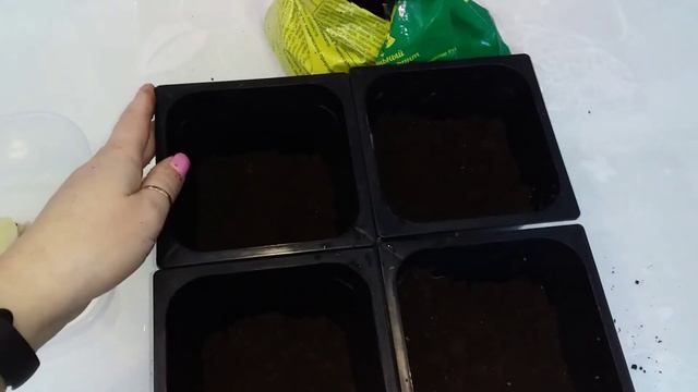 Выращиваем #НА ПОДОКОННИКЕ Петрушку