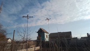 Николаевские голуби, бабочка. 03.02.2024г. Одесская обл. 0961921884