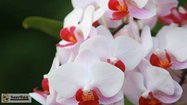Beautiful WILD ORCHIDS and Relaxing Music for STRESS Relief смотреть онлайн