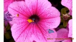 Петуния грандифлора Дэдди Шугар (deddi shugar) ? обзор: как сажать, семена петунии Дэдди Шугар