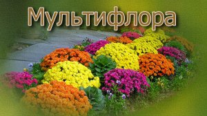 Мультифлора. Хризантемы