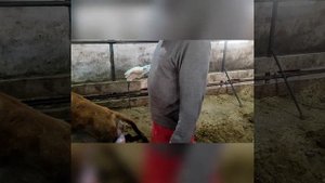 Исправления неправильного расположение плода у коровы.