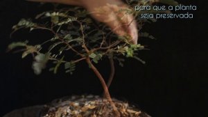 Tamarindos - Tamarindus indica (podas - vídeo 5)