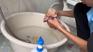 Pick up a baby monkey abandoned by his family in the alley