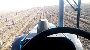 Уборка картофеля сорт лабела 2020