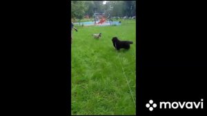 бернский зенненхунд