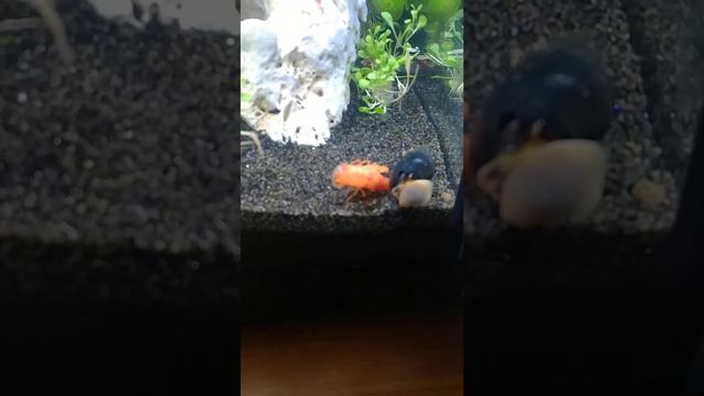 Jiujitsu (Джиу-джитсу)??? смотреть онлайн