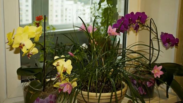 Комнатные цветы смотреть онлайн