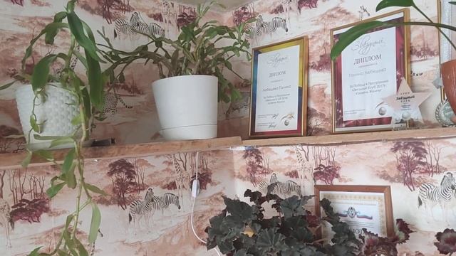 Теневыносливые и ампельные растения.Обзор моих растений в спальне. смотреть онлайн