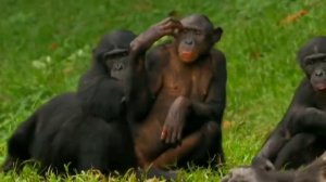 love of bonobos#bonobos vs chimpanzee#wild wives of Africa