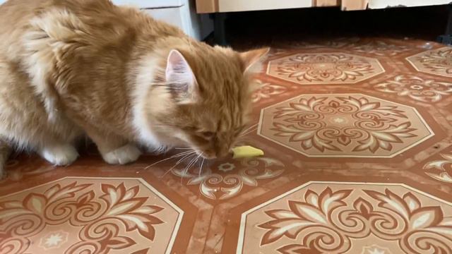 Красивый рыжий кот ест картофель/Beautiful red cat eating potatoes смотреть онлайн