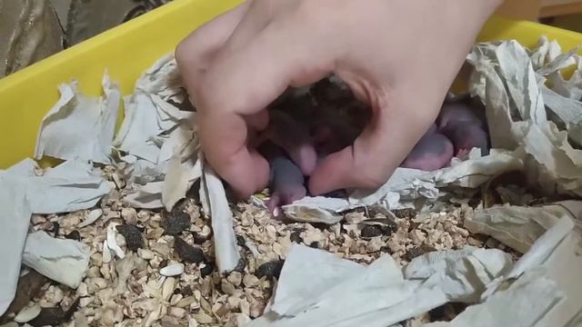 Как дела у крысят? День 5 ❀ Крысопедия смотреть онлайн