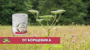 БИОПРЕПАРАТ ДЛЯ БОРЬБЫ С БОРЩЕВИКОМ СОСНОВСКОГО