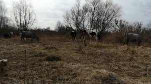 КОРОВА ЛЯГАЕТСЯ!СДАВАТЬ ИЛИ ТЕРПЕТЬ?!ПАСУ КОРОВ!ПРОБЛЕМЫ ХОЗЯЙСТВА!