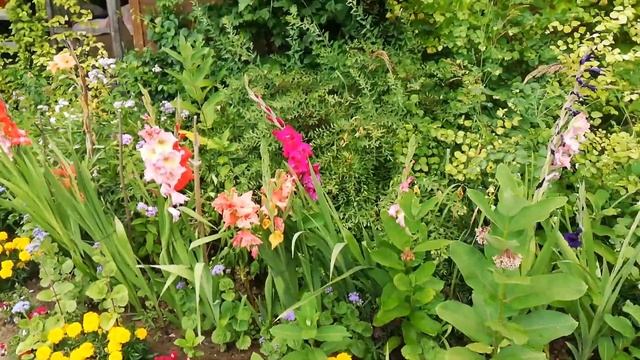 Цветы на даче. Неприхотливые цветы. Многолетники. Ленивые клумбы. смотреть онлайн