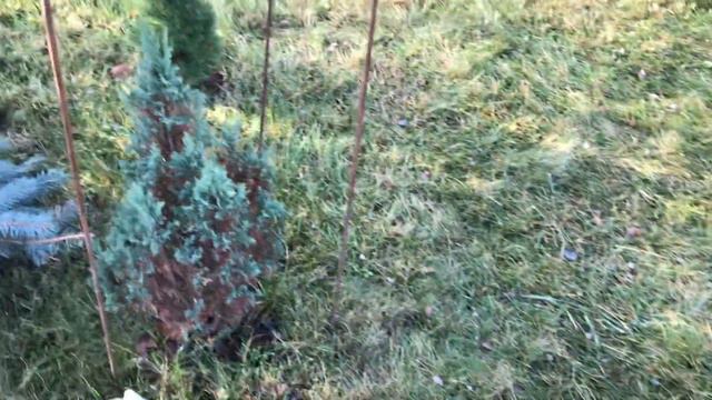 Нужно ли укрывать на зиму туи. Утеплення молодих туй та ялівців на зиму. Захищаємо ялівці від холод