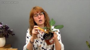 Размножение бенгальского фикуса