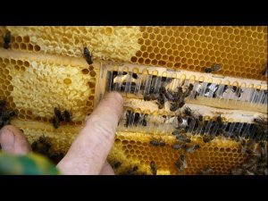 Первый, после зимы, осмотр изоляторов