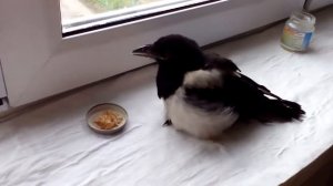 Учим летать птенца сороки