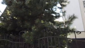 Элитный район Калининграда - Амалиенау. Цены на недвижимость