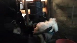 Вес бройлеров в 45 дней / Пурина+зерносмесь