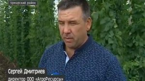 В этом году чувашским аграриям удалось спасти  хмель от вредителей и заболеваний