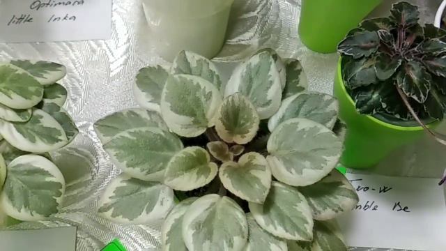 Виставка сенполій , фіалок 4-7 березня 2020, київський міський Будинок природи Ч1 смотреть онлайн