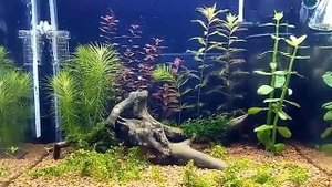 Аквариум 35 литров с co2!