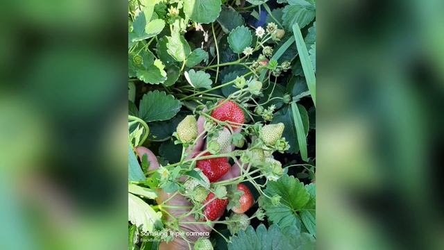 Клубника Vivara ( Вивара ) 2019 смотреть онлайн