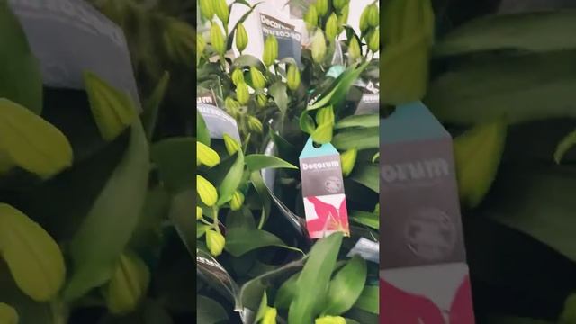 Үй гүлдері смотреть онлайн