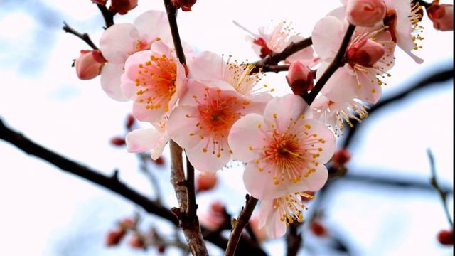 Sevara Nazarkhan - Orik Gullaganda смотреть онлайн