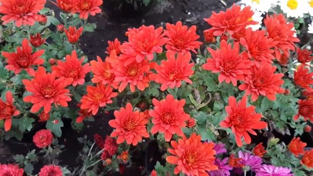 Обзор моих хризантем,осенний дворик и декоративноцветущяя капуста!#цветы ,#хризантемы,#хризантема