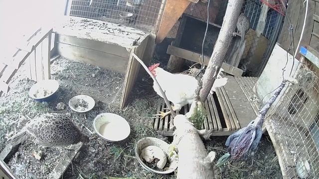 Питание птиц. Витамины для птиц. Даю сыворотку и кормлю домашнюю птицу зерносмесью смотреть онлайн