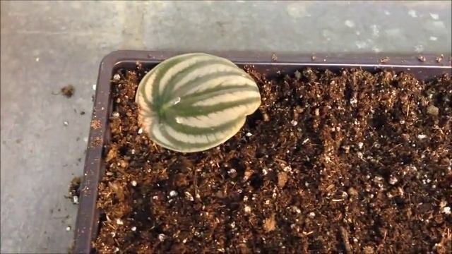 Peperomia propagation смотреть онлайн