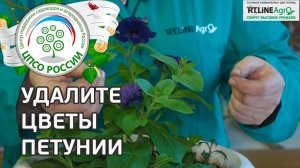 Как продлить цветение петунии. Что необходимо для появления новых цветов петунии.