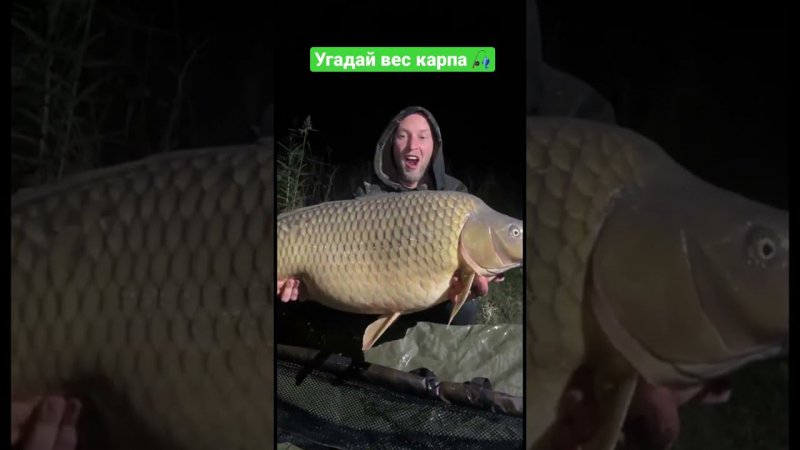 УГАДАЙ вес КАРПА и ВЫИГРАЙ СНАСТИ! Трофейная Рыбалка на бойлы #carpfishing #shorts #ловлякарпа