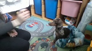 как приучить собаку спать в лежанке\ выучим команду место