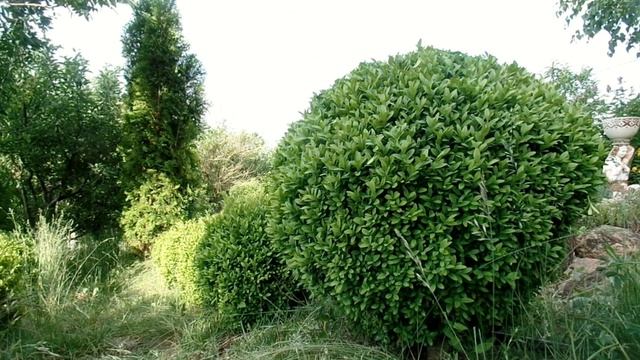 КАК ПОДСТРИЧЬ САМШИТ В  форме  ШАРА.  Садовые ножницы секатор  GARDENIC обзор