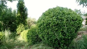 КАК ПОДСТРИЧЬ САМШИТ В форме ШАРА. Садовые ножницы секатор GARDENIC обзор