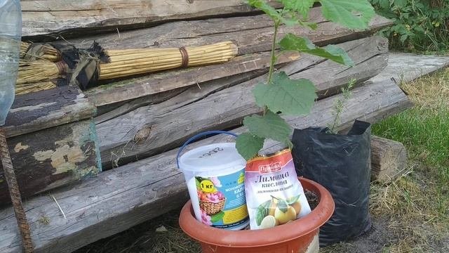 ВНИМАНИЕ: ПРИМЕНЯЙТЕ МОНОФОСФАТ КАЛИЯ  только после этой процедуры