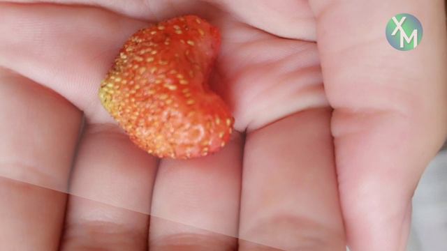 Садоводы окружной столицы продолжают делиться своим необычным урожаем