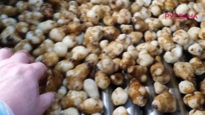 Технологическое  решение для мойки, очистки и нарезки топинамбура (Jerusalem artichoke)