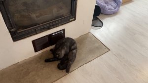 СУББОТА / ВЫНЕС МЫРА ПОДЫШАТЬ / ЖИЗНЬ КОШКИ МАШИ, СОБАКИ МАРТЫ И КОТА МЫРА