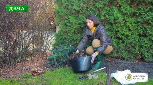 Подготовка и укрытие РОДОДЕНДРОНОВ  на зиму