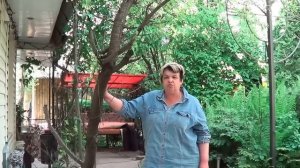 Вишня. Как Правильно Выбрать Саженец вишни. Выбор Места и Правильная Посадка Вишни