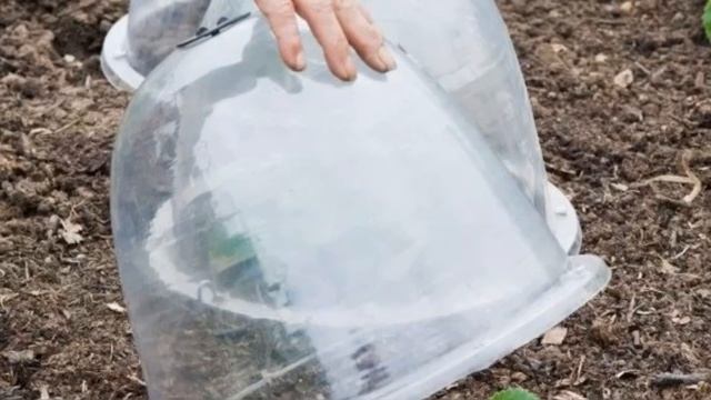 Хосты и возвратные заморозки. смотреть онлайн