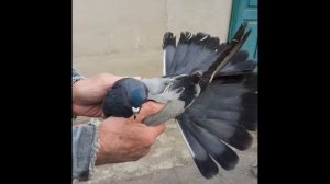 Серпастые голуби, Лозовая. Харьковская область.